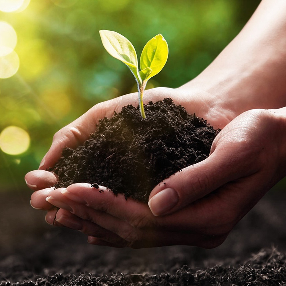 Two hands holding a plant growing out of dirt symbolizing hope after trauma therapy.