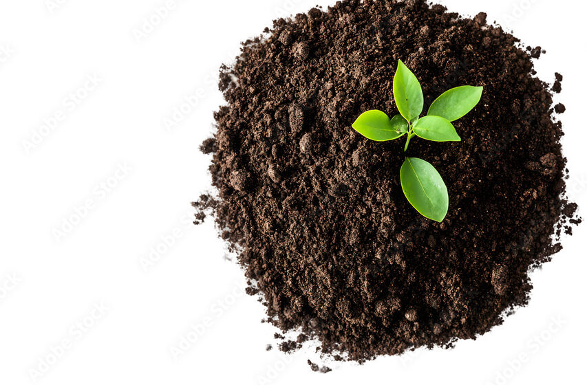 A plant sprouting from dirt representing hope after EMDR therapy.